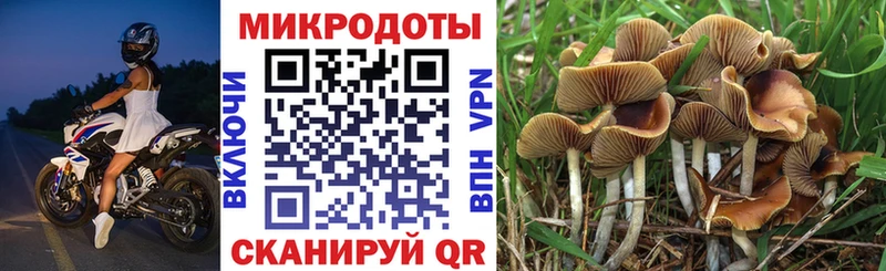 Псилоцибиновые грибы Psilocybine cubensis  shop состав  Камень-на-Оби  даркнет сайт 